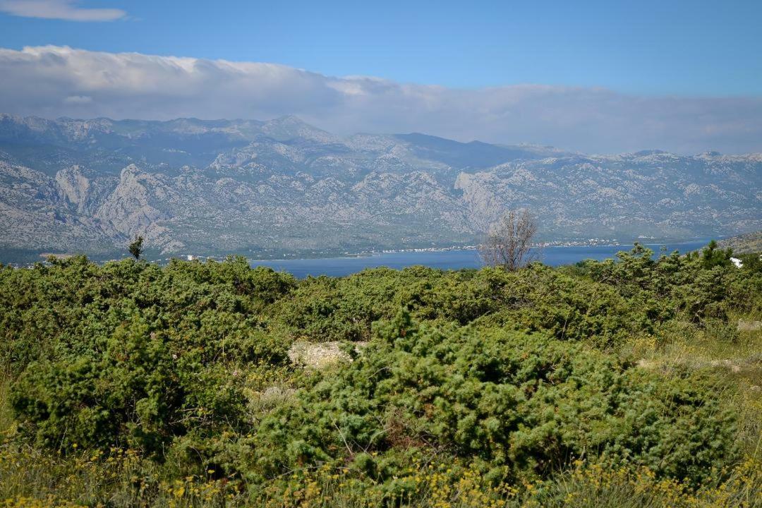 Olive * Jovici (Zadar)